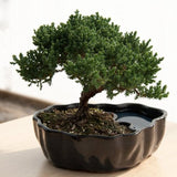 - Zen Reflections Juniper Bonsai